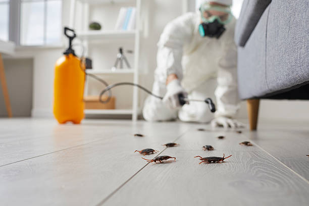 Commercial Rodent Management in Redondo Beach